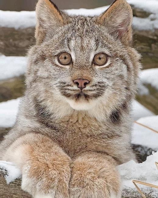 Canadian Lynx Kitten Painting By Numbers Kits