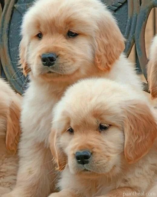 Baby Golden Retriever Dogs Painting By Numbers Kits