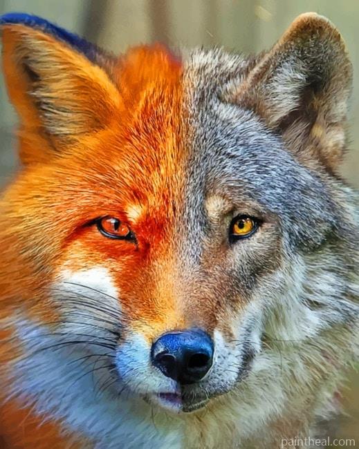 Fox And Wolf Painting By Numbers Kits
