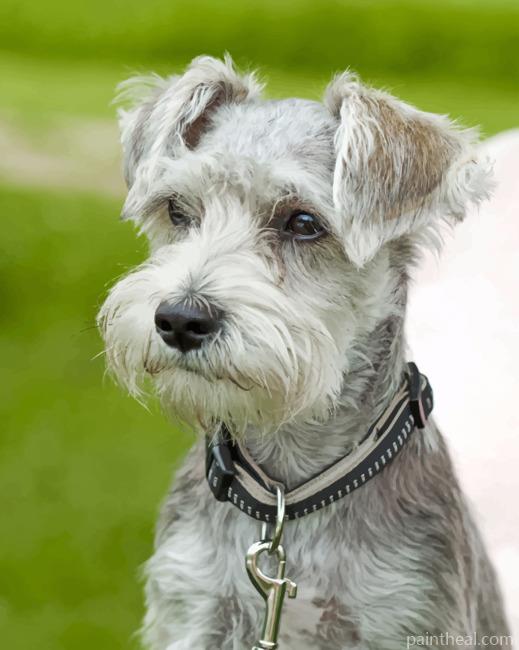 Schnauzer Painting By Numbers Kits