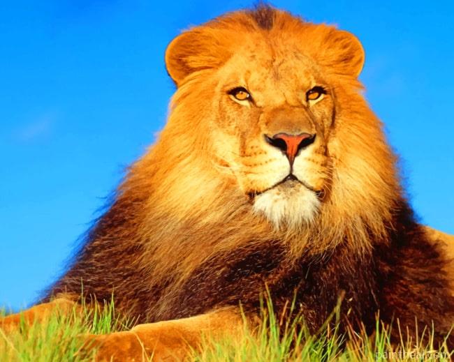 Lone Lion Painting By Numbers Kits