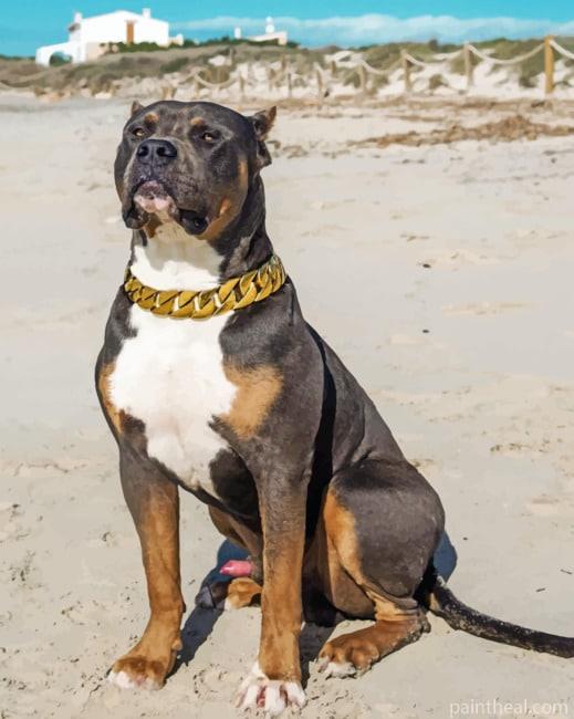 American Bully Painting By Numbers Kits