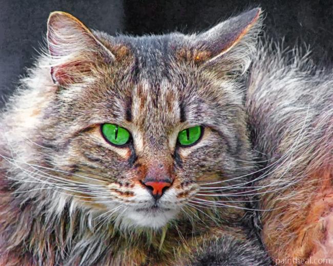 Norwegian Forest Cat Painting By Numbers Kits