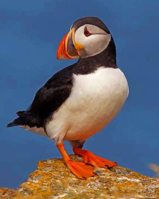 Atlantic Puffin Bird Painting By Numbers Kits