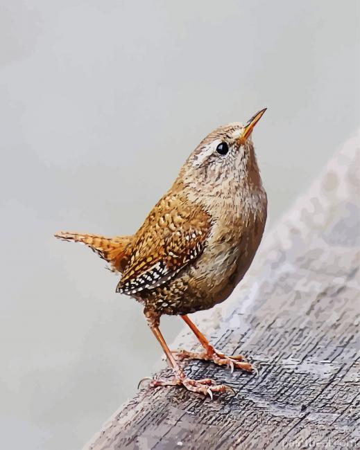 Wren Bird Animal Painting By Numbers Kits