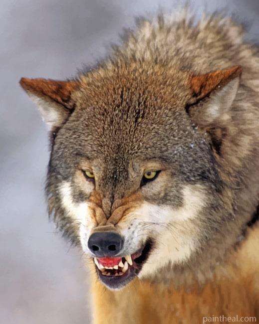 Snarling Wolf Painting By Numbers Kits