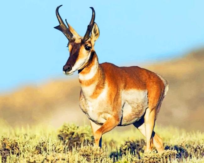 Pronghorn Antelope Animal Painting By Numbers Kits