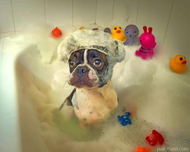 Dog In Bath Painting By Numbers Kits