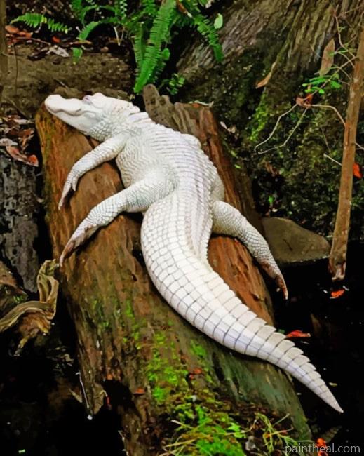 Albino Crocodile On Tree Painting By Numbers Kits