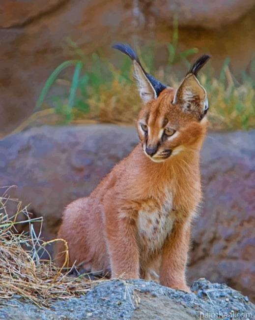 Baby Caracal Cat Painting By Numbers Kits