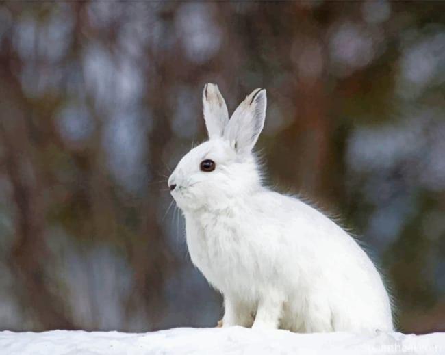 American Rabbit Painting By Numbers Kits