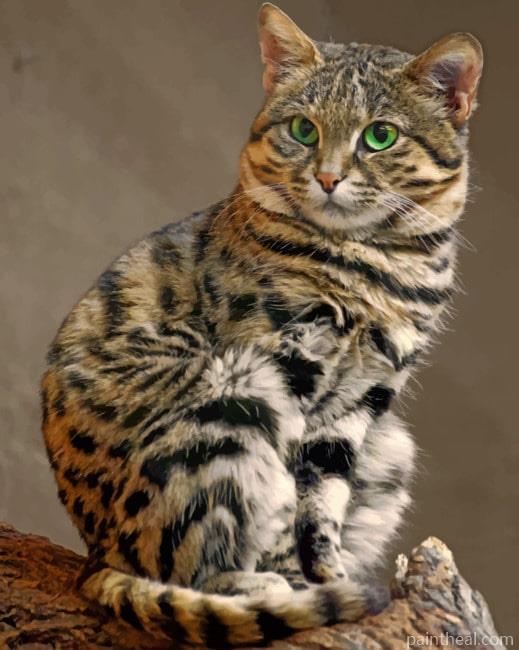 Black Footed Cat Painting By Numbers Kits