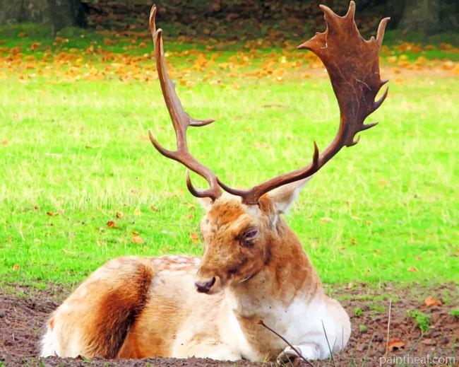Lone Elk With Horns Painting By Numbers Kits