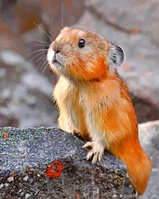 Pika Animal Painting By Numbers Kits