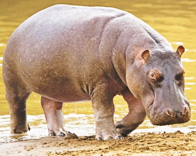 Black Hippopotamus Animal Painting By Numbers Kits