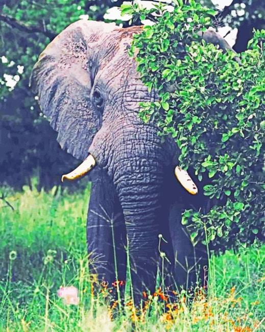 ZooElephant Painting By Numbers Kits