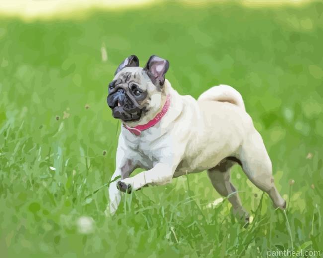 Pug In Garden Painting By Numbers Kits