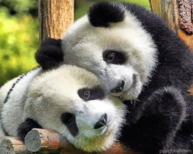 Panda Bears Painting By Numbers Kits