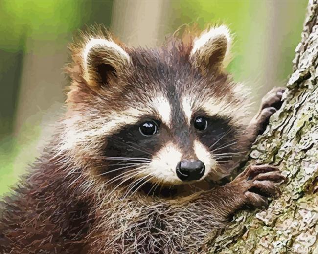 Racoon In A Tree Painting By Numbers Kits