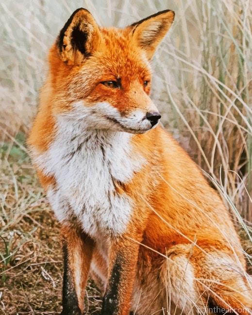 Red Fox Zoo Painting By Numbers Kits