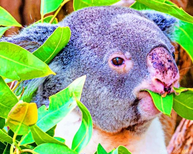Koala Animal Eating Leaves Painting By Numbers Kits