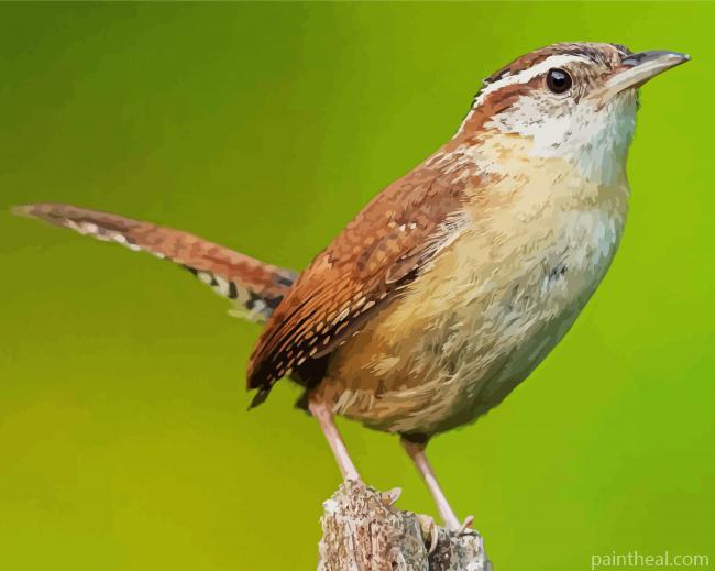Cute Wren Bird Painting By Numbers Kits