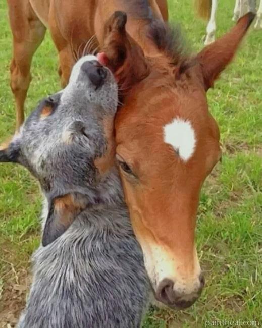 Horse And Dog Painting By Numbers Kits