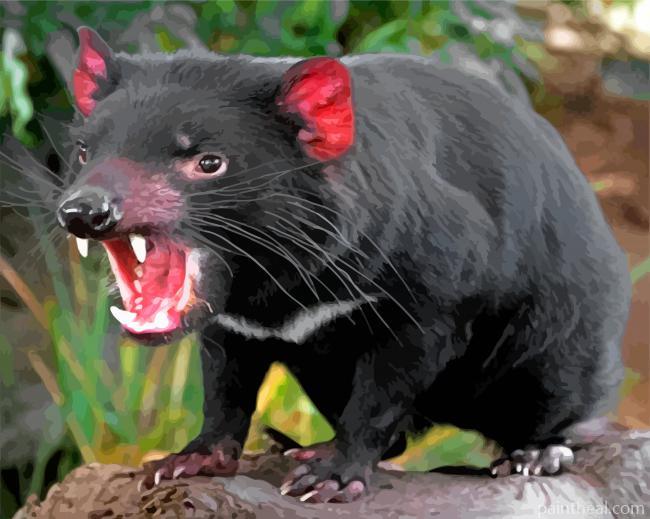 Tasmanian Devil Painting By Numbers Kits