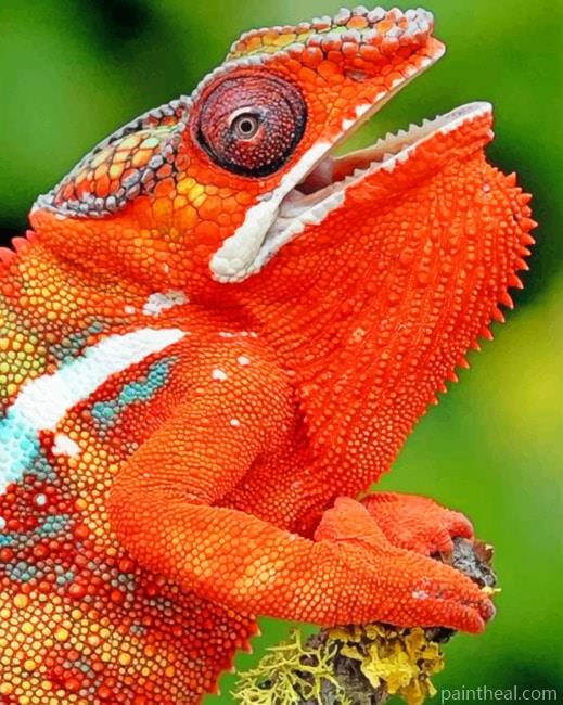 Chameleons Naranja Painting By Numbers Kits