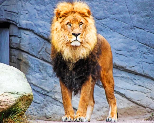 Lion Animal In Zoo Painting By Numbers Kits