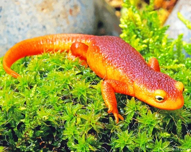 Salamander Reptiles Animal Painting By Numbers Kits