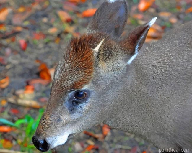 Tufted Deer Painting By Numbers Kits