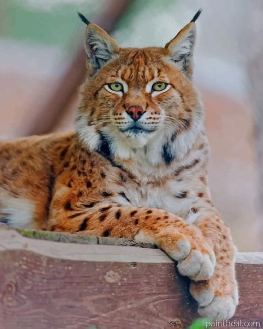 Lynx Cat Painting By Numbers Kits