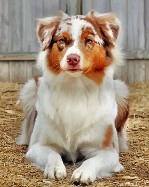 Golden Border Collie Pet Painting By Numbers Kits