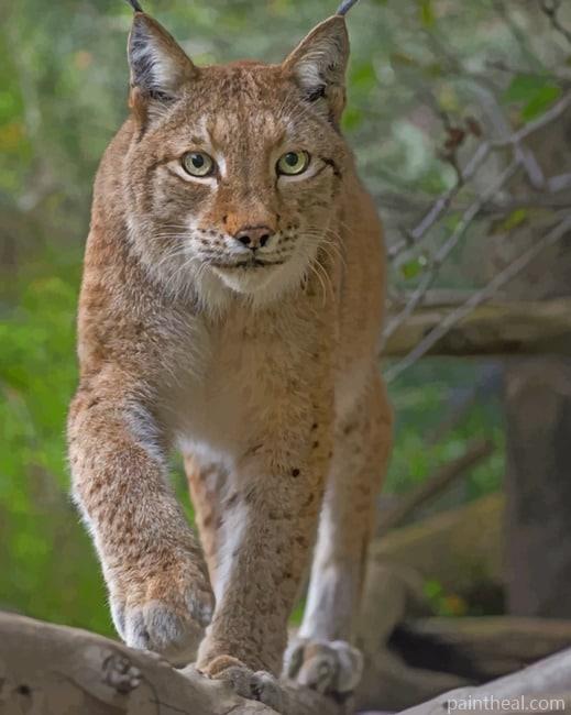 Eurasian Lynx Cat Painting By Numbers Kits