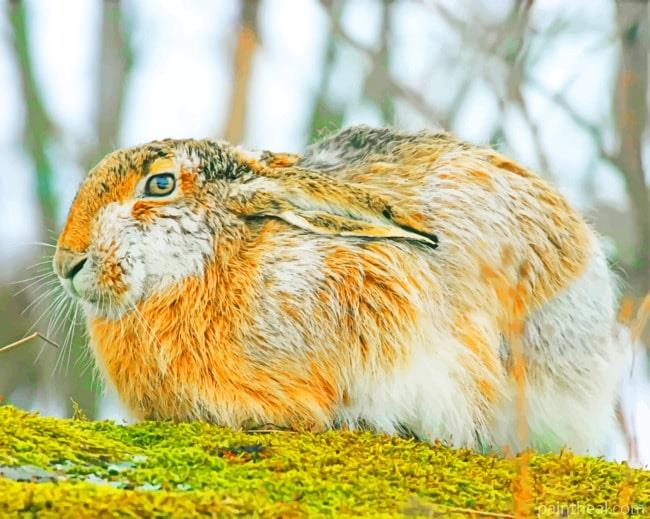 Wild Rabbit Species Painting By Numbers Kits