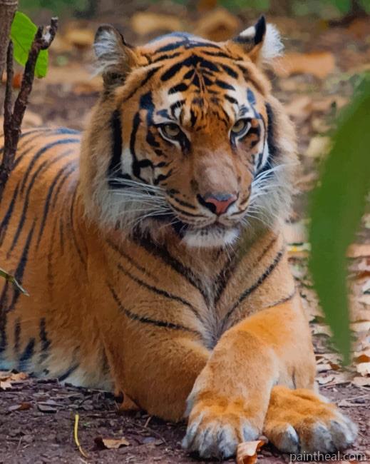 Tiger Relaxing In The Forest Painting By Numbers Kits