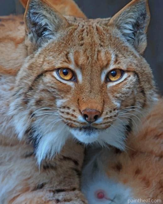 American Lynx Painting By Numbers Kits