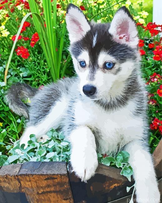 Pomsky Husky Painting By Numbers Kits
