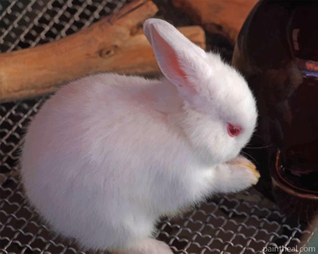 Polish Rabbit Painting By Numbers Kits