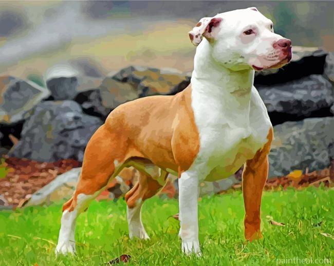 Brown And White Pit Bull Painting By Numbers Kits