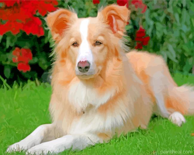 Aesthetic Golden Border Collie Painting By Numbers Kits