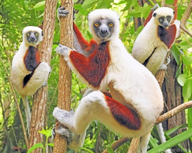 Lemurs Animals Painting By Numbers Kits