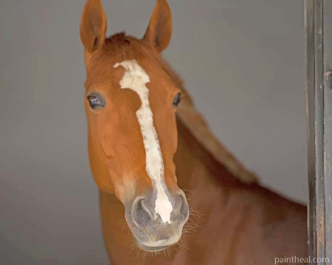White And Brown Horse Painting By Numbers Kits