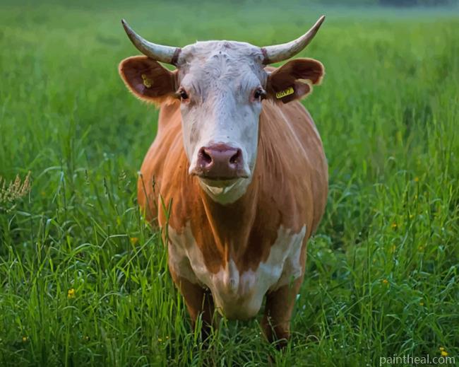 Brown And White Cattle Cow Painting By Numbers Kits