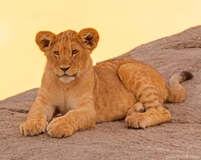 Female Lion Painting By Numbers Kits