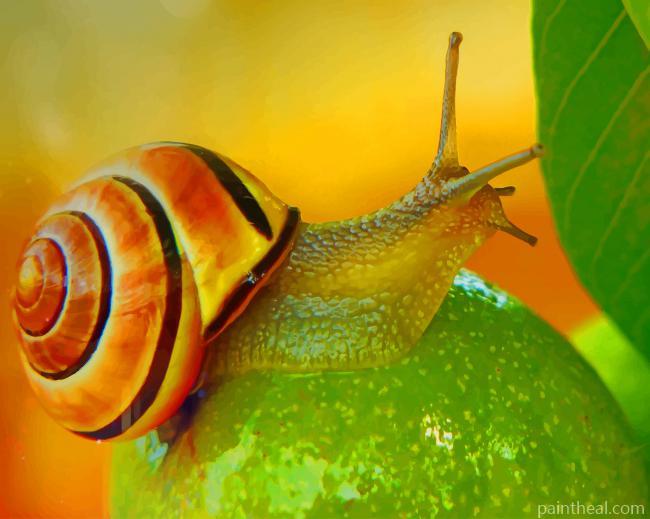 Brown Lipped Snail Painting By Numbers Kits