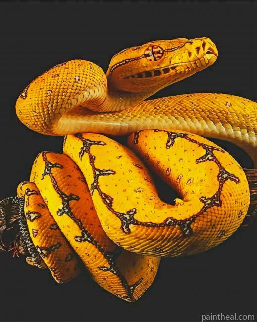 Yellow Black Snake Painting By Numbers Kits