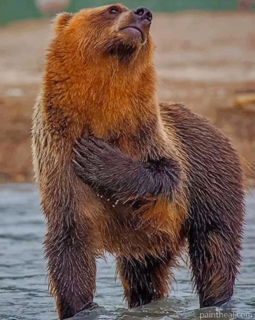 Bear In River Painting By Numbers Kits