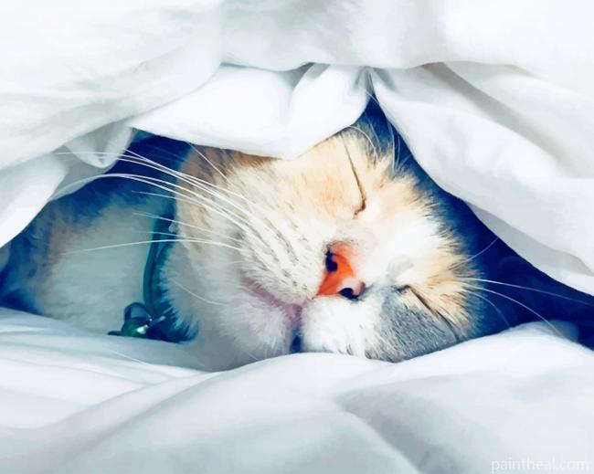 Sleepy Cat In Bed Painting By Numbers Kits